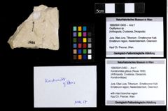 Foto (Objekt + Etiketten) von Konidromites gibbus (Reuss 1858) 